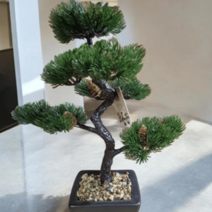 Bonsai Fir Tree